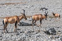 Antilopen gibt's,...  ...von denen hat einem noch nicht mal der Grzimek erzählt.   1974 wurde der Park dann komplett eingezäunt. Hatte sich zuvor aufgrund des Schutzstatus der Wildbestand schon weitgehend erholt, gelang mit der Anlage von künstlichen, grundwassergespeisten Wasserlöchern eine weitere, gravierende Aufstockung der Bestände. Selbst die komplett verschwundenen Elefanten gibt es jetzt wieder in nennenswerter Anzahl.   Red Hartebeest or Cape Hartebeest  (Alcelaphus caama)  Rote Kuhantilope od. Südliche Kuhantilope