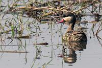 Attraktiv mit Lippenstift  Als eine der häufigsten Entenvögel Ost- und Südafrikas darf die Rotschnabelente hier natürlich auch nicht fehlen.  Es ist bei der immensen Artenvielfalt inzwischen schwierig, noch den Überblick zu behalten. Erst zu Hause mußten wir bei der Sichtung unserer Fotoausbeute in zwei, drei Fällen zähneknirschend feststellen, einige lediglich peripher erfaßte Arten schlichtweg übersehen zu haben. Zum Identifizieren reicht es dann zwar meist noch, eine Präsentation ist aber leider unmöglich. Auch selten, dass man über zuviele Motive klagen kann...   Red-billed Duck  (Anas erythrorhyncha)  Rotschnabelente