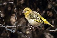 Auch ein Weber macht mal Pause  Ich muß gestehen, dass ich mich Marens ständiger Aufforderung, ich möge doch mal einen Urlaub in Namibia in Erwägung ziehen, bislang standhaft verweigert hatte. Hier schien mir einfach zu viel Wüste zu sein. Klar, zwar hatte mich die Atacama bereits eines Besseren belehrt, was die Vielfalt und Schönheit von Wüstenlandschaften betrifft, aber Namibia schien mir – nach allem, was ich bisher in Dokus über das Land gesehen hatte – ausschließlich aus Sand zu bestehen.    Southern Masked Weaver  (Ploceus velatus)  female Maskenweber