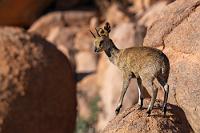 Auf Zehenspitzen  Beim Auschecken bemerkt Maren in der Rezeption eine Sammlung aus schwarzeloxierten Metallstückchen zusammengelöteter Tiermodelle,  die ein einheimischer Künstler fabriziert hat. Schnell hat sie sich in ein nettes kleines Warzenschwein verliebt und will es käuflich als Andenken erwerben. Nachdem Roland es transportsicher verpackt hat, drückt er es Maren als Geschenk in die Hände – als kleine Wiedergutmachung für das Duscherlebnis. Mit vielen Dankeschöns verabschieden wir uns von Roland, seinen Angestellten und auf dem Weg zum Auto noch von den im warmen Sonnenlicht auf den Felsen herumtobenden Klippschliefern und -springern.  Die zweite Besonderheit der Klippspringer ist ihre Hufform. Die Zehen sind so nach unten gebogen, dass die kleinen Antilopen ständig auf den Zehenspitzen laufen. Durch Abnutzung ergibt sich eine ovale Hufform, die beim Springen durch die Felsen fast die Funktion von Spikes erfüllt.   Klipspringer  (Oreotragus oreotragus tyleri)  male Klippspringer