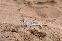 Aufgeweckt  Bereits zu Hause hatte Maren die vielerorts empfohlene "Little Five"-Tour in die Sanddünen gebucht. Leicht verspätet werden wir am nächsten Morgen nach dem Frühstück in unserer Herberge von zwei wüstentauglichen Jeeps abgeholt. Unter Obhut von Ruth, einer deutschsprachigen, ehemaligen Lehrerin und in Gesellschaft einer zwölfköpfigen, österreichischen Reisegruppe geht es ab in die Dünen.    Namib Sand Gecko, Namib Web-footed Gecko  (Pachydactylus rangei, Syn.: Palmatogecko rangei)  female Namibgecko, Palmatogecko, Schwimmfußgecko