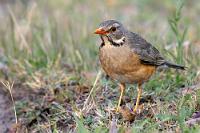 Backenbärtchen  Wir hätten die Wahl gehabt: Entweder eine von der Lodge angebotene Sunset-Bootstour mit Champagnergelage und garantierter Sichtung mehrerer Nilkrokodile auf Uferbänken – oder die Sichtung einiger barbusiger Angolanerinnen im bilharzioseverseuchten Wasser der angolanischen Uferseite nebst der Auswahl aus der soeben hier gezeigten Vogelwelt. Wir haben uns für die Vögel entschieden!   Kurrichane Thrush  (Turdus libonyana)  Rotschnabeldrossel