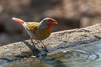 Badegäste  Erstaunlicherweise läuft auf dem Gelände trotz der Stadtnähe noch verblüffend viel Wild herum. Neben den eher größeren Laufvögeln wie Perlhuhn und Frankolin sind eine Unmenge von Singvögeln und Tauben hier, die neben den aufgehängten Körnerfuttersilos gerne an den flachen Wasserpool gehen, um zu trinken und zu baden.   Green-winged Pytilia  (Pytilia melba)  male Buntastrild