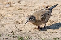 Beine vertreten  Auch in diesem Naturschutzgebiet gilt ein strenges Verbot, das Fahrzeug zu verlassen. Großzügigerweise sind aber drei Örtlichkeiten am Fluß davon ausgenommen. Der erste Viewpoint ist eine große Sandfläche, die wir über einen kleinen Stichpfad weg von der Straße erreichen. Der schilfige Sumpfbereich ist durch einen kleinen Wasserlauf von der Lichtung getrennt und wir sind kaum ausgestiegen, als etwas Großes gegenüber im Schilf raschelt: Zwei Nilwarane! Leider weitgehend unfotografierbar hinter Schilf verborgen, flüchten sie auch sofort, als wir näher kommen.   Namaqua Dove  (Oena capensis)  female Kaptäubchen