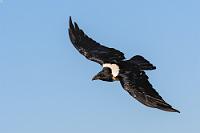 Bettelrabe  Es ist noch relativ früh und wir sind fast allein auf den ersten Kilometern. Diejenigen, welche den Sonnenaufgang auf einer der Dünen erleben wollen, haben ohnehin weiter drinnen im Park die wenigen Unterkünfte okkupiert, denn nur dann können sie sich schon vor Öffnung des Eingangs frei vor Sonnenaufgang im Park bewegen.  Am Übergang des Vorlandes in die rote Dünenlandschaft halten wir erst einmal auf einem ausgeschilderten Rastplatz an der ersten Düne und sehen uns wenig später von einer neugierig anfliegenden Schar schwarzweißer Schildraben umgeben, die sich zum Betteln sogar auf die geöffneten Autotüren setzen.   Pied Crow  (Corvus albus)  Schildrabe