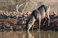 Bock auf Wasser  In der Peripherie lagerte schon seit geraumer Zeit eine große Herde Wasserböcke – einige männliche Tiere, sowie ein Harem von Weibchen mit einigen Jungen. Jede Art hatte ihre bevorzugte Stelle am Wasser, wo sie von den anderen ungestört trinken konnte.    (Defassa) Waterbuck  (Kobus ellipsiprymnus ellipsiprymnus)  male Ellipsen-Wasserbock