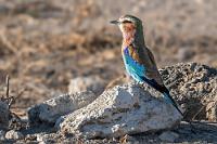 Bunte(r) Racke(r)  Außerdem fliegt jetzt auch noch ein ausgesprochen bunter Vogel in die Baumkrone. Sitzt bloß so ungünstig, dass ich ihn nur unbefriedigend zu fassen kriege. Aber, als hätte er mein Fluchen gehört, schwingt er sich auf und läßt sich nur wenige Meter von unserem parkenden Auto entfernt auf einem Stein nieder. Das nenn' ich mal kooperativ!    Lilac-breasted Roller  (Coracias caudatus)  Gabelracke