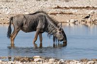 Das muß bis morgen reichen!  Im Park gilt eine erlaubte Höchstgeschwindigkeit von 60 km/h, die aber auf den schlaglochreichen und mit spitzen Steinen übersäten Nebenstrecken nicht sinnvoll ist. Nach dem Abbiegen von der Hauptstrecke müssen wir aber nicht sehr weit fahren und wir erreichen das  Gemsbokvlakte Wasserloch, an dem sich schon diverses Wild in und am Wasser vergnügt.   Blue Wildebeest, White-bearded Gnu or Brindled Gnu  (Connochaetes taurinus)  Streifengnu