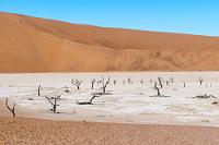 Dead Vlei  Vor der zunehmenden Dünenbildung der küstennahen Wüste mündete der an den Hängen des Naukluft Gebirges entspringende "Tsauchab River" noch in den Atlantik. Heute hingegen markieren die Salzpfannen des Dead Vlei und des Hidden Vlei nebst einigen kleineren Tümpeln die Endpunkte des hier versickernden "blinden Flusses" (so die Übersetzung der einheimischen Bezeichnung). Die den grauweißen Mineralablagerungen entsprießenden, von Wind und Sonne gebleichten Kameldorngerippe stellen heute eine gern besuchte, skurrile Touristenattraktion dar.
