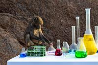 Der Facharbeiter  Es dauert nicht lange, bis ein Mitarbeiter des Camps unser Interesse bemerkt und uns in eine stille Ecke führt, wo ein mittlerweile fertig ausgebildeter Facharbeiter anspruchsvolle chemische Experimente durchführt.  Und ungläubig schütteln wir den Kopf, als uns der Mitarbeiter erklärt, den kürzlichen Abgesandten des deutschen Kanzlers auf der weltweiten Suche nach Facharbeitern wäre von dem Jungexperten eine klare Abfuhr erteilt worden. Er sähe seine Zukunft nicht in einem absteigenden Drittweltland und hätte bereits ein Jobangebot aus Amerika angenommen.    Chacma Baboon  (Papio ursinus ruacana)  Kalahari-Bärenpavian