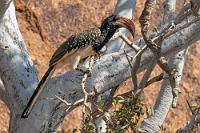 Der Grüßaugust  Wir erreichen das Twyfelfontein Adventure Camp, in dem Zelte verschiedener Komfortklasse die Unterkünfte darstellen. Gemäß unseres Status' als 'Kleintouristen' ist unser Zelt recht übersichtlich, wir werden aber sehr freundlich nicht nur von den Hornvögeln begrüßt, sondern auch vom Personal.  Wir richten uns in dem kleinen, vom Doppelbett dominierten Innenzelt ein und nehmen etwas skeptisch die außenliegende, lediglich durch eine Persenning blickgeschützte Außendusche und Toilette in Augenschein.   Monteiro's Hornbill  (Tockus monteiri)  Fleckentoko, Monteirotoko