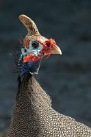 Der Partner findet sie chic!  Auf dem Rückweg in die Herberge knipsen wir noch dieses Perlhuhn, machen uns frisch, steigen ins Auto und entern die angesagte Pizzeria. Wieder alles voll! Wir bestellen zwei "take home"-Pizzen, fügen noch zwei Windhuk Lager dazu und beschließen den Abend beim gemütlichen Mampf im eigenen Zimmer.    Arid Helmeted Guineafowl  (Numida meleagris papillosus)  Botswanaperlhuhn