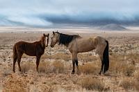 Der Preis der Freiheit  Obwohl es nur noch 125 km bis zu den unvermeidlichen Touristenzielen Lüderitz und Kolmanskop sind, sparen wir uns den Abstecher. Wie bekannt, haben wir es nicht so mit Städten und Ansiedlungen, die – wie in diesen Fällen – ohnehin schon 'zu Tode' dokumentiert worden sind.  Statt dessen fahren wir weiter nach Norden, als urplötzlich zwei der legendären Namibischen 'Wildpferde' neben der Straße stehen. Genauer müßte es nämlich 'verwilderte' Pferde heißen. Unklar ist, ob es sich um Nachkommen entlaufener Tiere der ehemaligen "Deutschen Schutztruppe" handelt, oder ob sie Zuchten entstammen, die sich in den Wirren des ersten Weltkriegs auflösten. Immerhin haben sie es trotz ihrer Unangepasstheit geschafft, über hundert Jahre in einer feindlichen Umwelt zu überleben – wenn auch meist in einer erbärmlichen, abgemagerten Verfassung.     Namib Desert Horse Namibisches Wildpferd od. Wüstenpferd