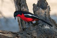 Der Reichsvogel  Auf der Südseite des Flusses geht der Nationalpark nämlich weiter und heißt hier "Mahango Game Reserve". Im Gegensatz zu ihrem nördlichen Pendant ist die Parkstraße, die bis fast an die Grenze nach Botswana führt, aber  auch für private 4x4s problemlos befahrbar.   Die 26 km bis zum Parkgate sind schnell zurückgelegt, wir zahlen 500 NAD Eintritt an der Rangerstation, spenden wegen der freundlichen Kassiererin noch einen kleinen Betrag von 100 NAD für die örtliche Schule und werden dann, bewaffnet mit guten Tips und einer informativen Wegekarte, auf den Park losgelassen.  Nicht lange und ich bekomme neben der Piste auch endlich ein verwertbares Foto des "Reichsvogels" – der wegen der schwarz/weiß/roten Kaiserreichsfarben quasi der Wappenvogel des deutschen Besatzungsregimes war.   Crimson-breasted Gonolek  (Laniarius atrococcineus)  Rotbauchwürger (Reichsvogel)