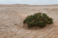Der Reichtum der Wüste  Langsam zieht sich der Nebel zurück, die Sichten werden besser und wir halten kurz, um einige der wenigen wüstentauglichen Pflanzen in Augenschein zu nehmen, wie dieses sukkulente Dickblattgewächs, den auch bei uns als Zimmerpflanze bekannten Geld- oder Pfennigbaum.   Dollar Bush  (Crassula ovata)  Geldbaum, Pfennigbaum