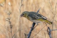 Der Samenknipser  Da morgen die weite Strecke bis nach Namutoni am Ostausgang des Parks vor uns liegt, kehren wir bereits um 16:30 Uhr zu unserem Bungalow zurück, um noch ein wenig zu entspannen..., äh, chillen!   Southern Masked-Weaver  (Ploceus velatus)  female or non breeding male(?) Maskenweber