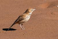 Der Sandkornzähler  Unvermittelt hüpft auf dem Weg neben uns diese schlanke, sehr helle Lerche. Bevor ich auch nur das Tele in Anschlag gebracht habe, ist sie auch schon wieder fast weg. Immerhin hat es für ein Dokufoto gereicht...  Das Vorkommen der endemischen, bodenbrütenden Rotdünenlerche ist – wie der Name schon andeutet – ausschließlich beschränkt auf das Gebiet des Naukluft Parks an der namibischen Westküste.   Dune Lark  (Calendulauda erythrochlamys erythrochlamys)  Rotdünenlerche