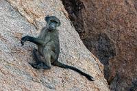 Der Skeptiker  Nach einer guten Stunde ist die Führung zu Ende, wir werden beim Ausgang noch mal durch den Shop geschleust und fahren dann wieder zurück zum Camp, wo eine Horde von Pavianen an der rückwärtigen Felswand herumturnt.  Etwas mißtrauisch beäugt dieses, von traditionellem Verhalten geprägte Alttier, wie sich derweil der neugierige Nachwuchs der Herausbildung technischer Fertigkeiten widmet, um auch zukünftig in einer sich rapide wandelnden Welt bestehen zu können.    Chacma Baboon  (Papio ursinus ruacana)  Kalahari-Bärenpavian