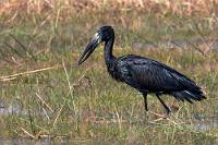Der Spezialschnäbler  Wir verlassen die Ufergebiete des Okavango, nicht ohne noch zuvor diesen mittelgroßen Storchenvogel beobachtet zu haben, dessen seltsam geformter Schnabel beim Verzehr seiner Lieblingsnahrung – große Schnecken und Muscheln – als Halteinstrument wohl besonders hilfreich ist.  Da die Klaffschnäbel sich häufig in der Nähe von Flußpferden aufhalten sollen, um an deren Futtersuche zu partizipieren, geben wir die Hoffnung nicht ganz auf, auch von diesen noch welche zu Gesicht zu bekommen. Bislang beschränkte sich unsere Nilpferdbekanntschaft lediglich auf untertauchende Augen und Nasen sowie nächtliche Geräusche.    African Openbill  (Anastomus lamelligerus lamelligerus)  Glanzklaffschnabel, früher auch "Mohrenklaffschnabel" – aus naheliegenden Gründen aber inzwischen obsolet!