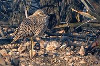 Der Trilby  Ich bin zwar pünktlich um 16 Uhr auch da, muß mir allerdings bedauernd von Maren sagen lassen, gerade hätte ich den "Kaptriel" verpaßt, der pünktlich mit dem Eintreffen des Futtermannes auf Nimmerwiedersehen im Busch verschwunden sei.  Ich kann mir den Namen des Vogels, den Maren immerhin auf Video verewigt hat, einfach nicht merken und es dauert nicht lange, bis sich meine Verballhornung als "Trilby" verfestigt hat und fortan bei uns für den Kaptriel steht :-).  Ganz möchte ich auf den seltenen Vogel aber trotzdem nicht verzichten, so dass er hier unter leichten Qualitätseinbußen doch noch als Video Capture erscheinen kann.   Spotted Thick-knee or Spotted Dikkop  (Burhinus capensis ssp. damarensis)  Kaptriel