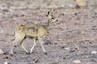 Dickfellig  Unsere heutige Unterkunft liegt am Ausgang eines beeindruckenden Canyons am Fuße zweier Hügel aufeinander gewürfelter Monolithe. Schon auf dem Zufahrtsweg begrüßt uns eine kleine Gruppe weiblicher Klippspringer, gefolgt von dem Willkommen an der Lodge, wo wir auf den Treppenstufen zum Empfang bereits von einer Angestellten mit zwei Gläsern Fruchtsaft erwartet werden, während wir uns auf dem Parkplatz noch aus dem Auto sortieren.  Zwei Besonderheiten unterscheiden den Klippspringer von anderen Antilopen: 1. Die Hufform (das besprechen wir später ;-), 2. Das Fell. Es ist dick und grob und die Haare weisen – ähnlich wie Federkiele – innere Hohlräume auf. Damit haben die Tiere einen guten Schutz vor Kälte, aber auch bei Stürzen in ihrem oft gefährlichen Habitat.    Klipspringer  (Oreotragus oreotragus tyleri)  female Klippspringer