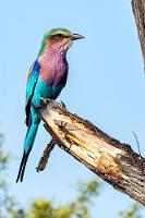 Die ganze Palette!  Wenn sich ein farbenfroher Vogel so schön präsentiert, kann's auch mal ein zweites Foto von ihm sein. Außerdem weiß man jetzt auch, woher die 'Gabel' in seinem Namen kommt!   Lilac-breasted Roller  (Coracias caudatus)  Gabelracke