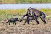 Doch nicht vor den Kindern!  Hatten wir bis Etosha noch befürchtet, überhaupt keine Warzenschweine zu Gesicht zu bekommen, werden wir hier beinahe von ihnen überrannt. Inzwischen haben wir mit "The Giant Baobab" den zweiten Aussteigeort erreicht und auf dem breiten, von trockenem Schilf bedeckten Uferstreifen wuseln schweinstarke Großfamilien mit Vertretern jeder Altersgruppe. Wie man sieht, wird auch kräftig daran gearbeitet, die Art nicht aussterben zu lassen.   Southern Warthog  (Phacochoerus africanus ssp. sundevallii)  Warzenschwein