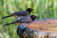 Doppelt attraktiv  Die Fahrt auf angenehmer Asphaltdecke führt durch eine zunehmend grüne Landschaft. Es wird auch wieder hügeliger, was nach der vornehmlich flachen, wüstenhaften Landschaft der letzten Tage eine augenfreundliche Abwechselung darstellt. Kurz vor Grootfontein folgen wir der Ausschilderung und stehen dann vor einem einladenden Gasthaus, welches von einer ausgedehnten Gartenlandschaft umgeben ist.    African Red-eyed Bulbul or Black-fronted Bulbul  (Pycnonotus nigricans)  Maskenbülbül od. Feueraugenbülbül
