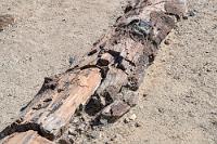 Draufsicht  Zugehörig zur Art der urweltlichen Cordaites-Bäume, den Vorfahren der heutigen Tannen und Fichten, wuchsen die Stämme vor ca. 280 Mill. Jahren auf dem Superkontinent Gondwana. Das Fehlen jeglicher Wurzeln weist darauf hin, dass die Bäume nicht von diesem Ort stammten, sondern – wie detailliertere Nachforschungen ergaben – von einer großen Flut am Ende der letzten gondwanischen Eiszeit hier angespült wurden, um schließlich von Schlamm- und Sedimentmassen luftdicht abgeschlossen zu werden.