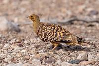 Elegant getupft  An der Farm legen wir einen weiteren Halt ein, denn an dem künstlich gespeisten kleinen Wassertümpel hinter dem Straßenzaun stillen Unmengen von Nama-Flughühnern und anderen Kleinvögeln ihren Durst und auf dem gegenüberliegenden Baum macht sich ein Singhabicht über seine gerade dort in Sicherheit gebrachte Beute her.  So unbeholfen, wie das taubengroße Flughuhn auf dem Boden herumspaziert, so elegant und pfeilschnell ist das Flugbild, wenn sich die Vögel erst einmal in die Luft erheben.    Namaqua Sandgrouse  (Pterocles namaqua)  male Nama-Flughuhn od. Namaqua-Flughuhn