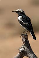 "Wenn ich groß bin, werd' ich Elster!"  Auch einer der wesentlich scheueren Bergschmätzer hat sich eingefunden, beobachtet die Freßorgie vorsichtig aus ein bißchen Abstand, kann es sich aber nicht verkneifen, ebenfalls zwei, drei Mal ein paar Krümel im schnellen Anflug zu erhaschen.  Für uns wird es auch Zeit, zum Abendessen in die Sossusvlei Lodge aufzubrechen. Ein in einiger Entfernung vorbeihoppelndes Nachtflughuhn wird noch schnell mit dem Tele eingefangen und schon sind wir auf dem Weg ins 5 km entfernte Restaurant. Inzwischen ist die Sonne untergegangen, es wird wieder empfindlich kalt und immer noch weht ein sehr kräftiger Wind Sand- und Staubfahnen über die Straße.   Mountain Wheatear  (Myrmecocichla monticola)  male black var. Bergschmätzer
