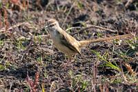 Erdfarben  Die Straße durch den Mahango Game Park endet kurz vor der Grenze nach Botswana an der Einmündung auf die C48. Aber schon bei der freundlichen Einweisung im Rangerhäuschen wurde uns empfohlen, nicht auf der asphaltierten C48 zum Parkeingang zurückzufahren, sondern einfach zu wenden. Erstens sei die Parkstrecke doch viel schöner und mitunter gäbe es in der Gegenrichtung wieder ganz andere Dinge zu sehen.    Tawny-flanked Prinia  (Prinia subflava)  Rahmbrustprinie