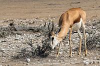 Erst mal dran schnuppern  Noch Zeit genug für einen ersten Ausflug in den Etosha Nationalpark. Am "Anderson Gate" erwartet uns wieder eine umständliche und zeitraubende Anmeldeprozedur, die Maren mit unerschütterlicher Geduld über sich ergehen läßt.  Trotz diverser Stempel ist man damit aber noch nicht 'drinnen', denn es erfordert einen weiteren Stop im Tourist Office des 18 km entfernten Okaukuejo, wo die Bezahlung fällig wird.    Springbok  (Antidorcas marsupialis hofmeyri)  Springbock