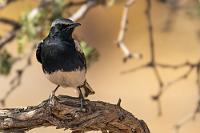 Es ist nicht alles schwarzweiß...  Wieder vorbei an dem Naute Reservoir erreichen wir die B4, der wir – begleitet von einer Vielzahl deutscher Ortsnamen – Richtung Westen folgen. Nach halber Strecke geht die Steppe in ein von Sanddünen bedecktes Gebirgspanorama über, von dem alsbald ein lokaler Sandsturm enorme Staubmassen losreißt, welche die Landschaft in ein unwirkliches Licht tauchen und uns stellenweise kaum noch die Straße erkennen lassen. Bald klärt sich aber wieder die Sicht und wir erreichen "Aus". Kurz nach dem Ort biegen wir bei "Ausweiche" ab, erreichen unsere heutige Unterkunft und müssen – wie fast immer! – erst einmal warten, bis das Zimmer/der Bungalow gereinigt und freigegeben ist. Wir verkürzen die Wartezeit mit einem Getränk und nehmen schon mal en passant einen weiteren Bewohner der Örtlichkeit fotografisch ins Visier.    Mountain Wheatear  (Myrmecocichla monticola)  male black var. Bergschmätzer