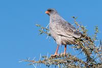 Familientreffen?  Wir halten an einem Baum, auf dessen oberen Ästen womöglich ein Familientreffen stattfindet, denn einträchtig sitzen hier sowohl ein adulter, wie auch ein noch nicht ausgewachsener Singhabicht nahe beieinander. Diese Raubvögel sind zwar häufig (und auch hier schon zwei-, dreimal gezeigt), aber immer wieder hübsch anzusehen – wenn man nicht gerade eine Wüstenmaus ist...   Pale Chanting Goshawk  (Melierax canorus ssp. argentior)  adult Silbersinghabicht
