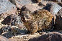 Felsbewohner  Am Boden zwischen den Steinblöcken laufen uns die hasengroßen Klippschliefer zwischen den Füßen herum. Hatten wir sie bereits erstmalig am Hardap Staudamm aus der Ferne gesehen, widmen sie sich hier in aller Seelenruhe der Ernte von Blättern und kleinen Früchten der kargen Sträucher, die zwischen den Felsen sprießen.    Rock Hyrax, Cape Hyrax or Dassie  (Procavia capensis)  Klippschliefer, Wüstenschliefer od. Klippdachs