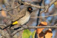 Feuerauge  Meine Hose hatte beim Reifenwechsel eine Menge Staub gefressen, von dem ich sie am Vorabend durch kräftiges Ausklopfen am Verandadachstützpfeiler befreite. Zuvor hatte ich die Taschen entleert, dabei aber meine Haustürschlüssel aus der kleinen Extratasche vergessen, aus der sie sich beim Klopfen dann unbemerkt selbst befreiten.  Gott sei Dank gab es hier keine Krähen und Elstern, sonst hätte ich bei der Rückkehr nach Hause wohl ziemlich blöd aus der Wäsche geguckt.    African Red-eyed Bulbul or Black-fronted Bulbul  (Pycnonotus nigricans)  Maskenbülbül od. Feueraugenbülbül