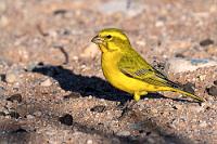 Fliegende Zitrone  Als gefestigte, erwachsene Menschen haben wir diesen anrüchigen Schock glücklicherweise schnell verdaut. Der nächste Schock folgt aber umgehend, als uns beim Einchecken die Rezeptionistin mitteilt, soeben hätte sich Namib Sky telefonisch gemeldet und bäte uns um Rückruf. Nach freundlicher Vermittlung reicht die Rezeptionistin Maren den Hörer und uns wird mitgeteilt, man hätte soeben festgestellt, dass die Ballonfahrt Übermorgen bereits ausgebucht sei und ob es uns auch Überübermorgen passen würde? Puh..., ja, das ginge gerade noch, später dürfe es aber keinesfalls werden. Leicht mulmig sehen wir das Ballonabenteuer wetterbedingt schon sehr in Frage gestellt.    Yellow Canary  (Crithagra flaviventris, Syn.: Serinus flaviventris)  Gelbbauchgirlitz