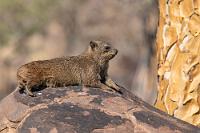 Fußbodenheizung  Die Basaltblöcke bilden auch hier ein Idealbiotop für die nagetierähnlichen Schliefer, die in großen Sozialverbänden – bestehend aus einem Männchen sowie zahlreichen, fortpflanzungsfähigen Weibchen – in Höhlen und Spalten zwischen den Felsen wohnen. Aufgrund des niedrigen Stoffwechsels und einer unstetigen Körpertemperatur verbringt der tagaktive Klippschiefer einen großen Teil des Tages ruhend und sonnetankend auf den aufgewärmten Steinen.    Rock Hyrax, Cape Hyrax or Dassie  (Procavia capensis)  Klippschliefer, Wüstenschliefer od. Klippdachs