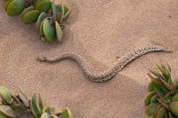 Giftspritze  Ebenfalls an Hand verräterischer Spuren im Sand hat Ernst ein weiteres Exemplar der "Little Five" genannten typischen Wüstentiere ausfindig gemacht: Eine Zwergpuffotter, mit max. 30 cm Körperlänge die kleinste aller Puffottern. Optimal angepaßt an die zwischen Frost und +50° C pendelnden, extremen Umweltbedingungen, gräbt sich die nachtaktive Otter tagsüber meist so ein, dass nur noch die weit oben am Kopf sitzenden Augen und die Nasenöffnung aus dem Sand herausschauen.   Sidewinder Snake, Sidewinder Adder  (Bitis peringueyi)  Zwergpuffotter, Namibviper od. Peringuey-Wüstenotter