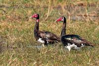 Giftvögel  Von dem namensgebenden "Giant Baobab" ist außer einem zerbrochenen Stamm beeindruckenden Umfangs und darauf liegendem blattlosen Astwerk nicht mehr viel übrig. Der mächtige Baum, welcher jahrelang eine Attraktion des Flußufers darstellte, ist ausgerechnet im Vorjahr unter seinem eigenen Gewicht zusammengebrochen.  Sporengänse verdanken ihren Namen einem Sporn am Flügelbug, dem Handgelenk des Flügels. Außerdem fressen sie mit Vorliebe Gliederfüßer aus der Familie der Ölkäfer, die Cantharidin enthalten, welches sich in hohen Konzentrationen im Gewebe der Gänse anreichert. Vom Verzehr der giftigen Vögel sei also dringend abgeraten!   Spur-winged Goose  (Plectropterus gambensis)  male, female Sporngans (geleg. Sporengans)