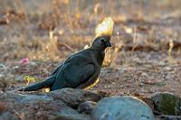 Go away bird  Bald ist der Nachmittag herum und die Gäste werden zum Abendessen ins Haupthaus gebeten. Zusammen mit dem Gastgeberehepaar und den anderen Gästen (alles Deutsche :-) sind wir 10 Personen am langen Tisch und es dauert nicht lange, bis unterhaltsames Reisegarn gesponnen wird.  Beim Bepacken des Autos am nächsten Morgen wartet ein Graulärmvogel im frühen Gegenlicht, der noch unbedingt aufgenommen werden muß, bevor wir zum nächsten Ziel aufbrechen.    Gray Go-away-bird  (Corythaixoides concolor)  Graulärmvogel