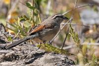 Grad' noch erwischt  Die Begrüßung im Seidarap Guesthouse fällt geradezu überschwänglich freundlich aus. Ist es sonst nicht unsere Art, einzelne Unterkünfte zu benennen und zu bewerten, müssen wir hier mal eine Ausnahme machen.  Alex und Martin, der eine gelernter Hotelkaufmann, der andere ausgebildeter Koch, haben das etwas heruntergewirtschaftete Gasthaus erst im Dezember 2022 gekauft und haben seither samt ihren Angestellten das Haus wieder auf Hochglanz gebracht.    Brown-crowned Tchagra  (Tchagra australis)  Dorntschagra od. Damaratschagra