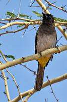 Grauverlauf  Was den Tierreichtum angeht, sind wir ja schon von unseren Costa Rica Urlauben verwöhnt, aber Namibia hat das Zeug, die Vielfalt fast noch zu toppen.   Dark-capped Bulbul  (Pycnonotus barbatus ssp. tricolor)  Graubülbül