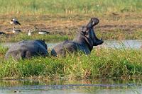 Großmaul  Wir fahren zwar noch die paar Meter weiter bis zur Mündung der Parkstraße auf die C48, kehren dann aber um und fahren am Fluß entlang zurück.  Jetzt, zur Lunchzeit, sind sogar noch mehr Elefanten unterwegs als zuvor und wir müssen stellenweise aufmerksamer und langsamer fahren. Es sind aber nicht nur die Elefanten am Fluß, im Wasser tummeln sich jetzt auch deutlich erkennbar ein paar Nilpferde, die schnaubend und prustend ihre Köpfe aus den Fluten heben.  Natürlich halten wir noch mal an und verfolgen, wie einige der großen Tiere die Flußinseln entern und sich gemütlich zur Ruhe betten.     (Common or Nile) Hippopotamus  (Hippopotamus amphibius)  Flusspferd, Nilpferd