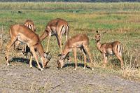 Gruppenbild mit Damen  Während die Schwarznasen- oder Schwarzgesichtimpalas ausschließlich in Südwestangola, Nordwestnamibia und dem Etosha National Park in nur noch kleinen Beständen vorkommen, sind die Schwarzfersenimpalas, die große Teile Ostafrikas besiedeln, weitaus zahlreicher. Sie sind in meist kleinen Herden unterwegs, zeigen ein ausgeprägtes Territorialverhalten, indem Reviere mittels eines Drüsensekrets markiert werden und erreichen als Fluchttiere Geschwindigkeiten von bis zu 90 km/h und Sprungweiten von bis zu 12 m.  Wir wurden aber – obwohl außerhalb des Fahrzeugs – offensichtlich nicht als Bedrohung wahrgenommen.    Common Impala or Rooibok  (Aepyceros melampus)  Schwarzfersenantilope od. Schwarzfersenimpala