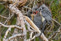 Gruppenkuscheln  Ein sehr sozialer Vogel, dessen Nachwuchs noch im Folgejahr den Altvögeln bei der Aufzucht der neuen Generation hilft. Überall im Baum finden sich kleine Gruppen zum Gruppenkuscheln zusammen, wobei nicht klar ist, ob dies normales Sozialverhalten ist, oder ob  es vornehmlich dem Wärmeerhalt an diesem kalten Morgen dient.   White-backed Mousebird  (Colius colius)  Weißrücken-Mausvogel