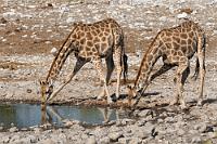 Haltung bewahren  An der Nebenstrecke liegen noch zwei weitere Wasserstellen, Olifantsbad und Aus, die wir auf jeden Fall zeitlich noch schaffen. An beiden Wasserlöchern ist ebenfalls reger Betrieb und bei Aus werden wir Zeuge unterschiedlicher Trinkstrategien von Giraffen, die von der Halslänge bestimmt wird. Die Giraffe mit dem längeren Hals kommt mit gestreckten Vorderbeinen bis auf Wasserhöhe, die mit dem kürzeren Hals muß die Knie beugen.  Nach Aus biegt die Knüppelstrecke wieder zur C38 zurück. Wegen des unsäglichen Pistenzustandes fahren wir langsam, sind aber zunehmend wegen eines ungewohnten Geräusches beunruhigt, welches zuvor nicht wahrnehmbar war.    Angolan giraffe  (Giraffa camelopardalis angolensis)  female Angolagiraffe