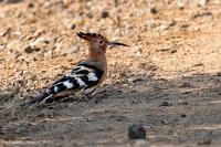 Hingehopft  Das geht ja gut los! Auch den Afrikanischen Wiedehopf hatten wir bisher erst einmal im Etosha Park beim schnellen Vorbeiflug gesehen, hier hockt er seelenruhig vor uns auf dem Weg. Vorsichtshalber mache ich schon mal ein Foto, auch wenn er ziemlich weit entfernt ist. Das war wohl auch gut so, denn er quittiert meinen vorsichtigen Annäherungsversuch natürlich mit umgehender Flucht. Aber immerhin – den Schuß hab' ich!  Vom europäischen Wiedehopf unterscheidet sich der Afrikanische durch ein etwas dunkleres Gefieder und die rein schwarzen Haubenspitzen.    African hoopoe  (Upupa africana, Syn.: Upupa epops africana)  Afrikanischer Wiedehopf