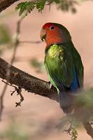 Hübsch, aber unkooperativ  Die Landschaft mit den Granitfelsformationen ist in der Tat beeindruckend. Wir folgen einem Pfad, der zu einer Höhle mit Felszeichnungen führt, belassen es aber bei einer kurzen Rast auf dem Parkplatz, da der weitere Fußweg ca. 45 min. für die einfache Strecke beanspruchen würde. Zeit, die wir nicht haben und außerdem ist es auch sehr warm!  Wir beobachten stattdessen lieber Klippspringer, Borstenschwanzhörnchen, weitere Hornvögel und die sehr scheuen und flüchtigen Rosenköpfchen, von denen ich mich mit einem weiteren Dokufoto bescheiden lassen muß.    Rosy-faced Lovebird  (Agapornis roseicollis)  Rosenköpfchen